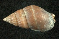 藏品(橄欖織紋螺)的圖片